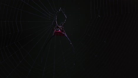 Moviéndose-Con-Su-Red-Mientras-Un-Insecto-Aterrizaba-Para-Su-Comida,-Araña-Espinosa-Curva-Macracantha-Arcuata,-Tailandia