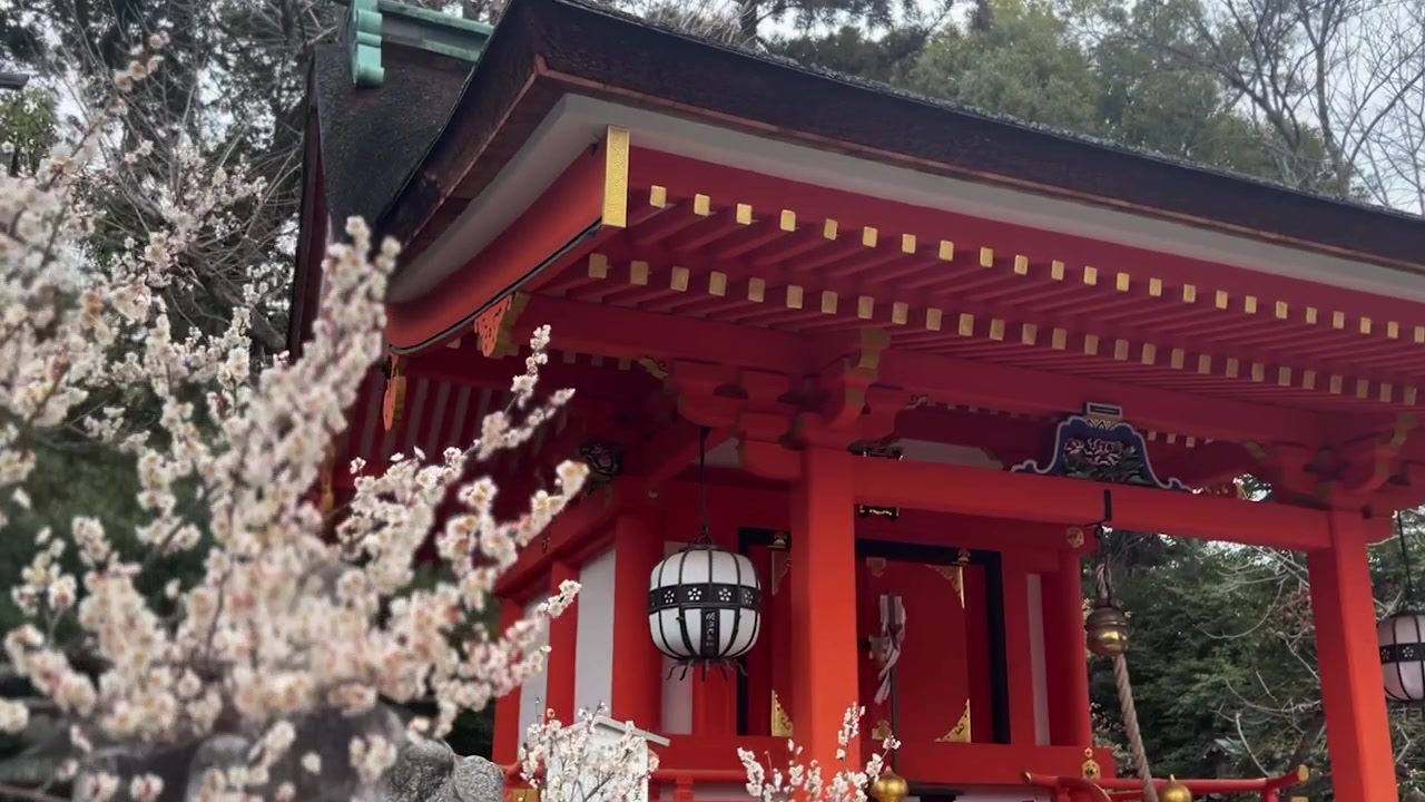 Blomstrende blommetræblomster foran en rød helligdom i Japan