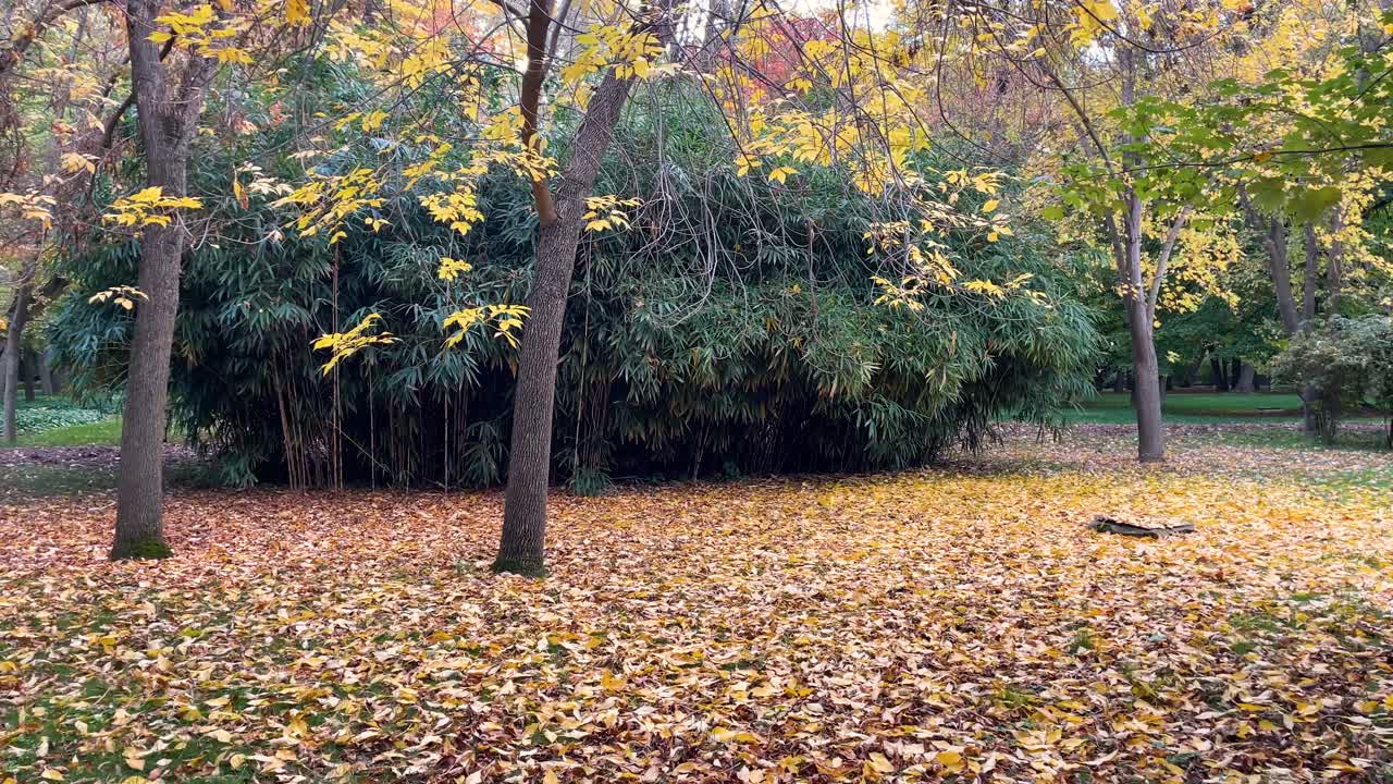 Lateral filming in the Prince's gardens in an area where the trees are losing their leaves and the ground is covered like a carpet with them, behind there is a group of large green bamboo