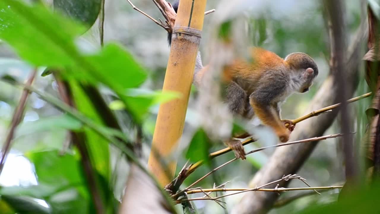 imágenes de primer plano de un joven mono ardilla curioso escalando a través de la tupida selva de américa central