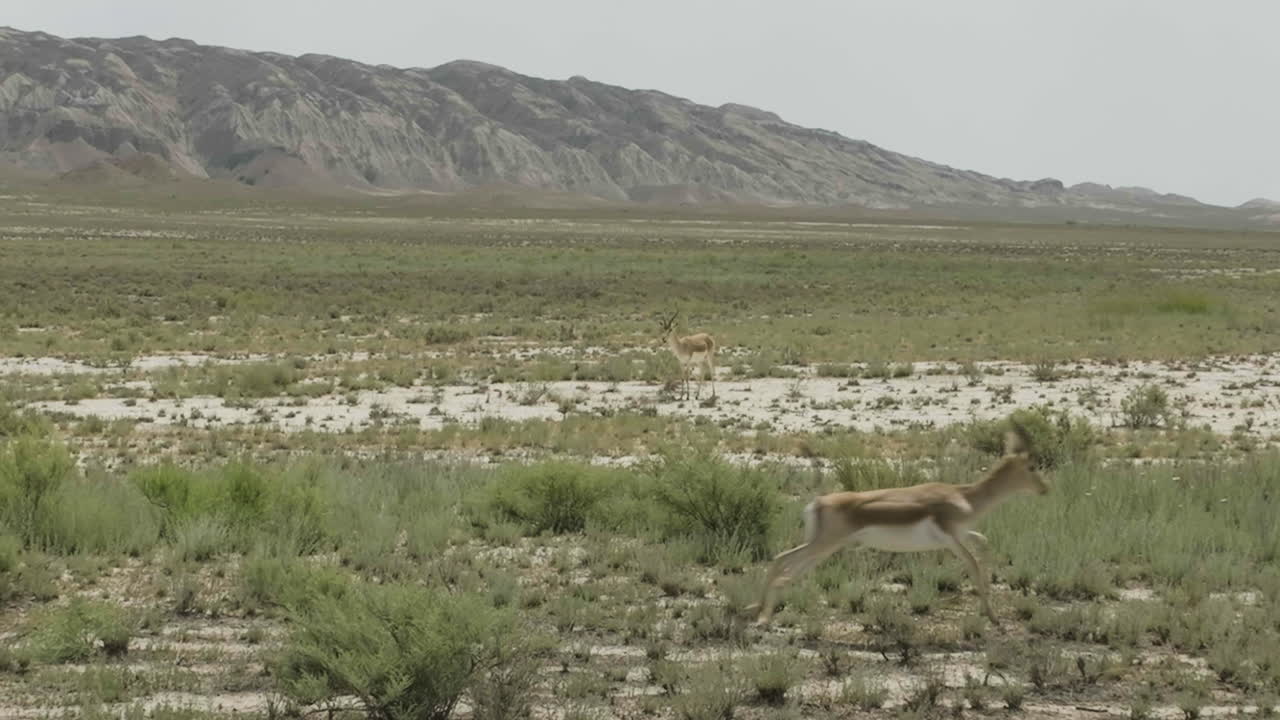 dos antílopes gacela con bocio caminando en la estepa vashlovani en georgia