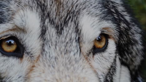 close-up of a wolf's eyes