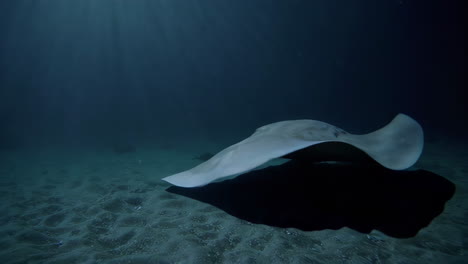 stingray gliding over sandy ocean floor with sun rays