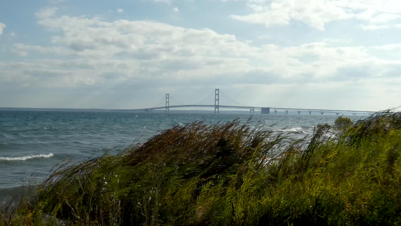Tall grasses dance in the wind with expansive bridge in background.