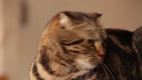 Cute-playful-tabby-Scottish-Fold-cat-stalking-it's-favorite-toy-with-it's-eyes,-shows-coping-with-home-quarantine-and-social-distancing-with-a-pet-to-support-mental-health-during-covid-19-pandemic