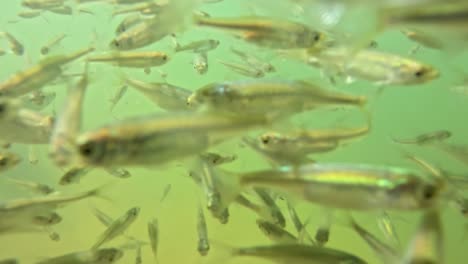 underwater view of baby fish feeding, showcasing a group of fish with speckled patterns swimming in green, murky water