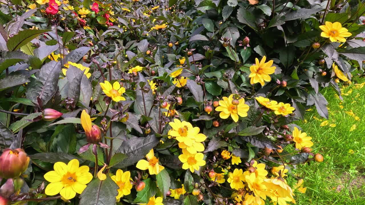 A bee moves among vibrant yellow Turnera ulmifolia flowers in a lush Berlin park, captured in natural daylight with smooth camera panning