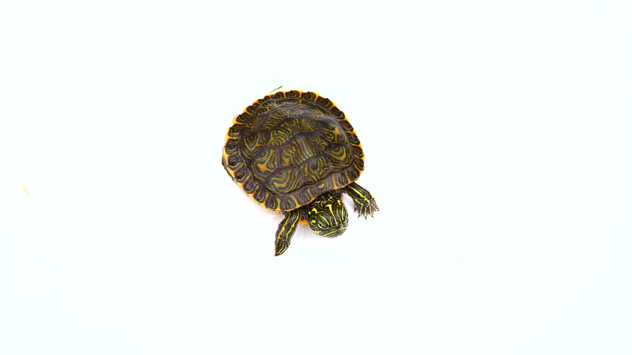 Juvenile painted turtle isolated on white
