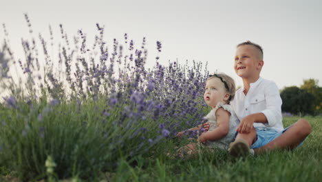 the boy and his little sister are sitting near the lavender bushes, the brother is playing with his little sister