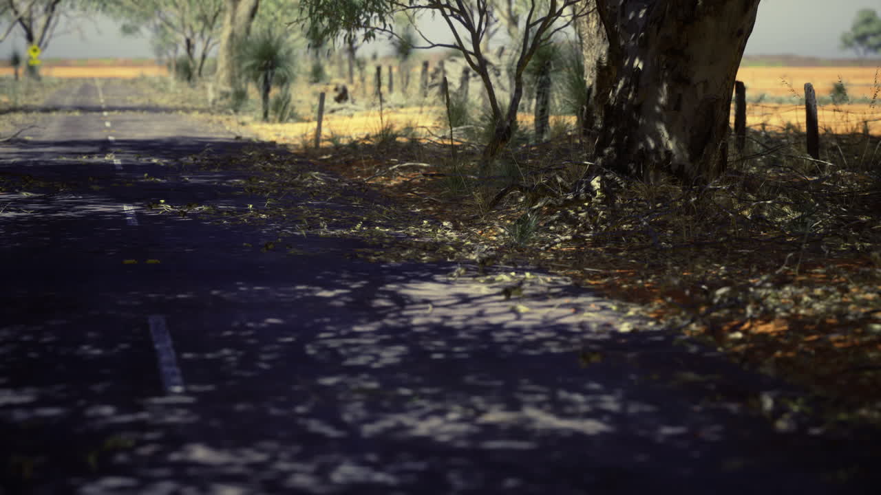 Quiet abandoned road surrounded by trees in a rural area during daytime