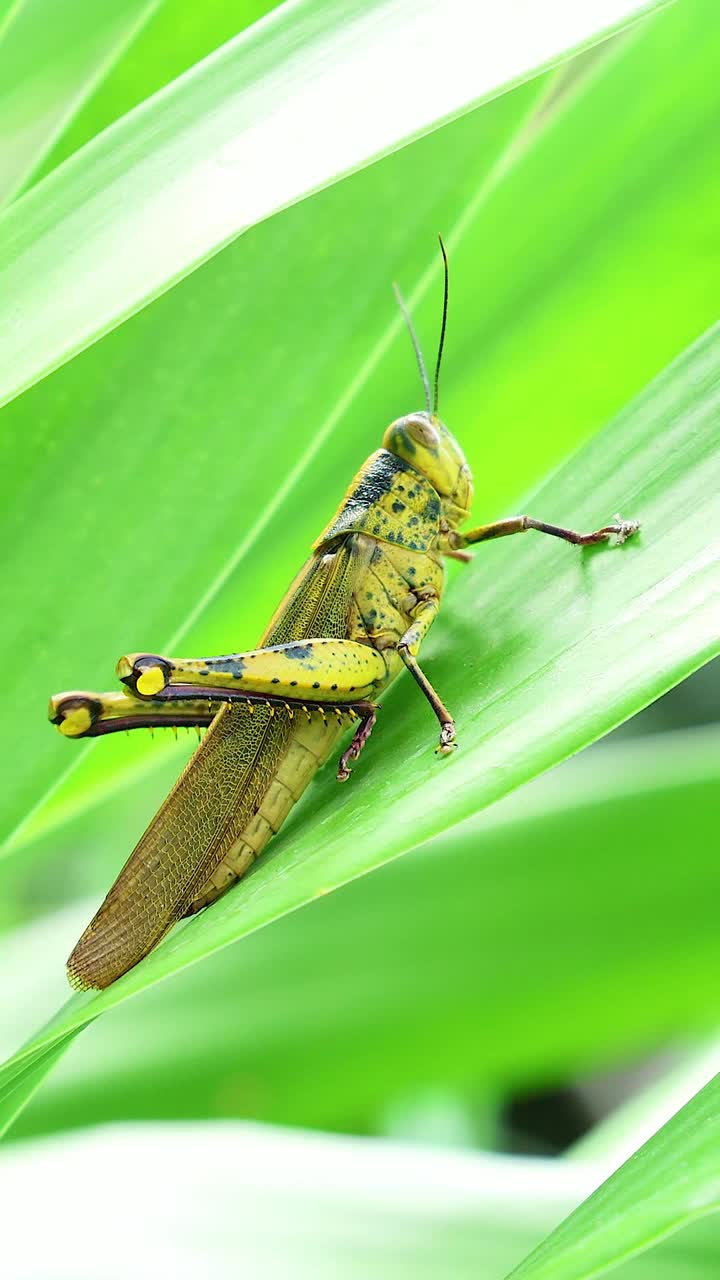 Primo piano di una cavalletta appollaiata su foglie verdi vivaci nella natura