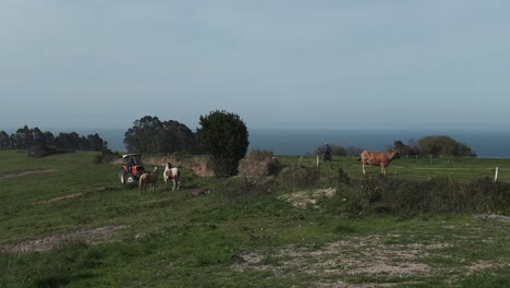 Nature's-Bounty:-Tractor-Bringing-Hay-for-Horses-and-Cow-on-a-Farm-with-Beautiful-Sea-Views