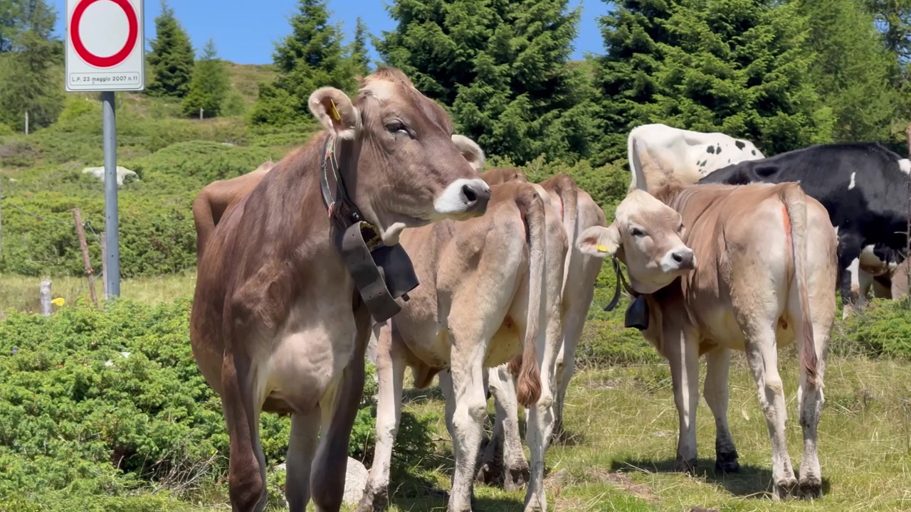 Group of brown alpine cows standing in a sunny mountain pasture with bells and natural alpine landscape in the background