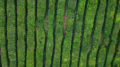 las filas de la plantación de té crecen paisaje verde. vista superior líneas de cosecha textura