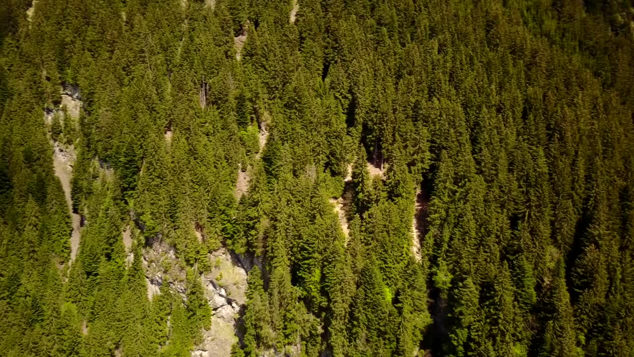 toma panorámica de un bosque de abetos en los alpes suizos