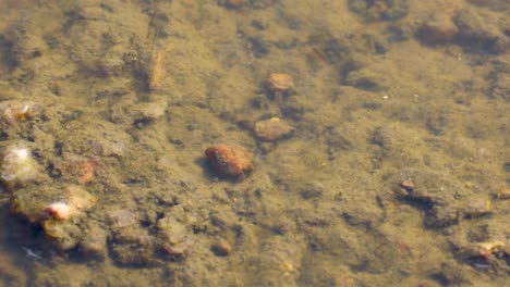 static video of fairy shrimp on top of enchanted rock in texas. these tiny creatures live in the vernal pools at the top of the mountain