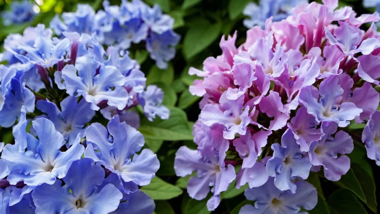 Vibrant close-up video of purple flowers and lush green leaves, captured from a low angle