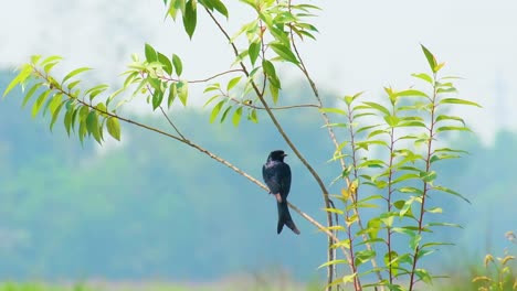 Ein-Schwarzer-Drongo-Vogel-Sitzt-Auf-Einem-Baum-Und-Inspiziert-Seine-Umgebung