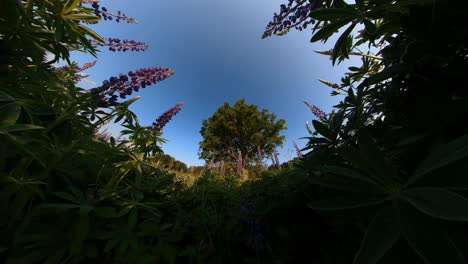 tall violet lupine bluebonnet flowers next to agriculture field illuminated by sunrise