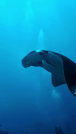 manta ray giant ocean fish swimming up-close underwater vertical video genus mobula