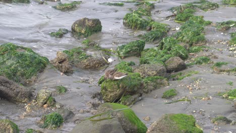 Sand-pipers-foraging-for-food-on-the-muddy-shores-of-Elkhorn-Slough-in-Moss-Landing-Harbor,-California-