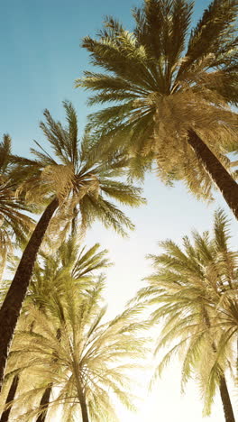 palmeras en un día soleado