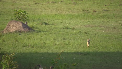 Two-Jackals-run-past-termite-mound-toward-vultures-and-hyena-on-African-safari