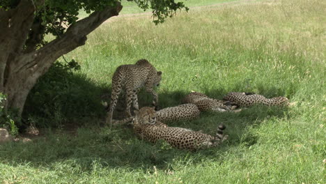 Cheetah-"the-five-brothers"-of-the-Maasai-Mara,-relaxing-together-in-the-shade-of-a-tree