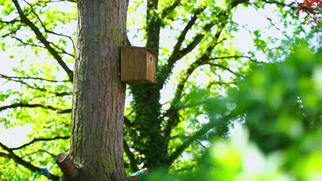 bird box in nature on a tree in the countryside to which a little tit brings food for her children and then goes on to look for food