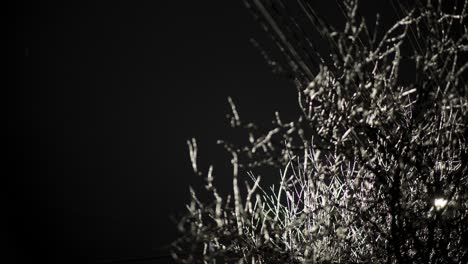 Night-View-Of-Illuminated-Tree-Branches-In-Snow-With-Cold-Breeze-Blowing