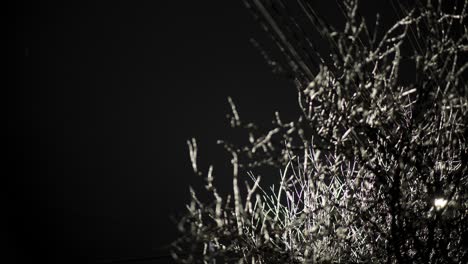 night view of illuminated tree branches in snow with cold breeze blowing