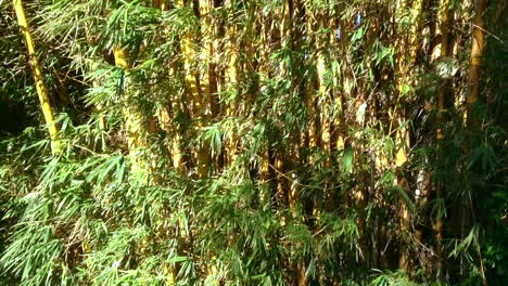 Disparo-Constante-De-árboles-De-Bambú-Con-Viento-Que-Sopla-Las-Hojas-Y-Ramas-En-Un-Día-Soleado