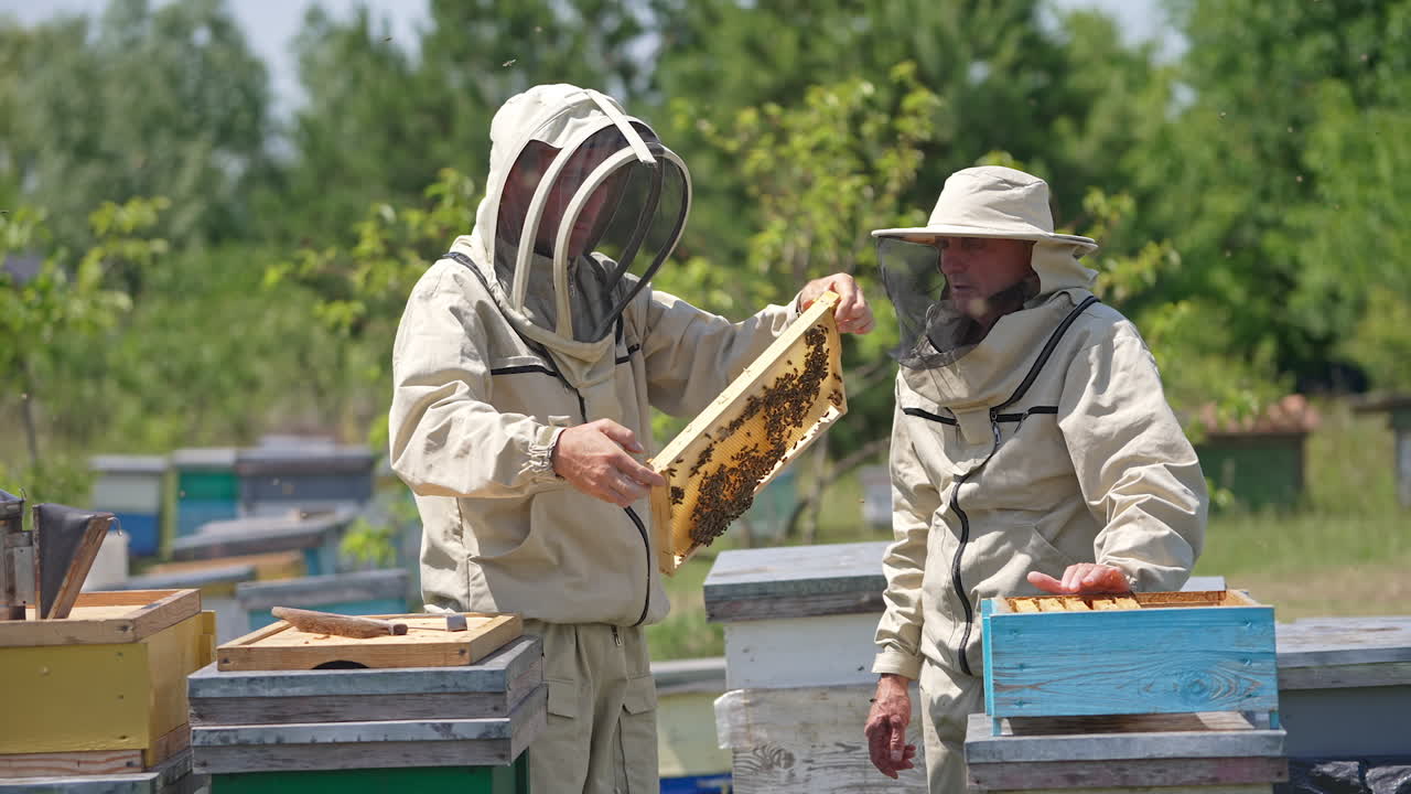 Apiarist in protective outfit and hat holds a frame covered with bees and filled with honey. Man places frame back into the hive. Blurred nature backdrop.