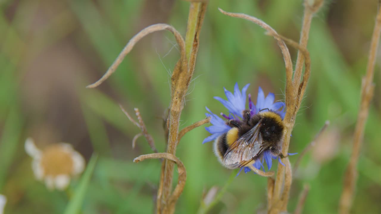 Bumblebee feeds on blue wildflower, macro close-up, natural daylight, shallow depth of field