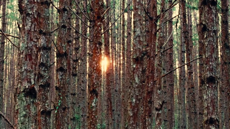 Pine Forest at Sunset/Sunrise