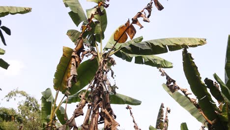 banana trees in a eco farm in the mountain town of nong khiaw in laos, southeast asia