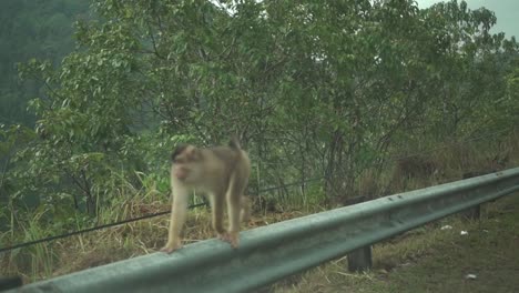 a monkey walking on the guardrails beside the road