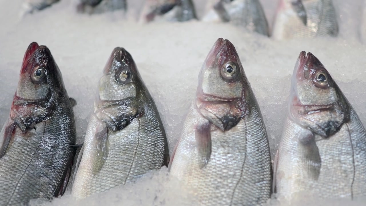 Fresh Sea Bass Displayed on Bed of Crushed Ice