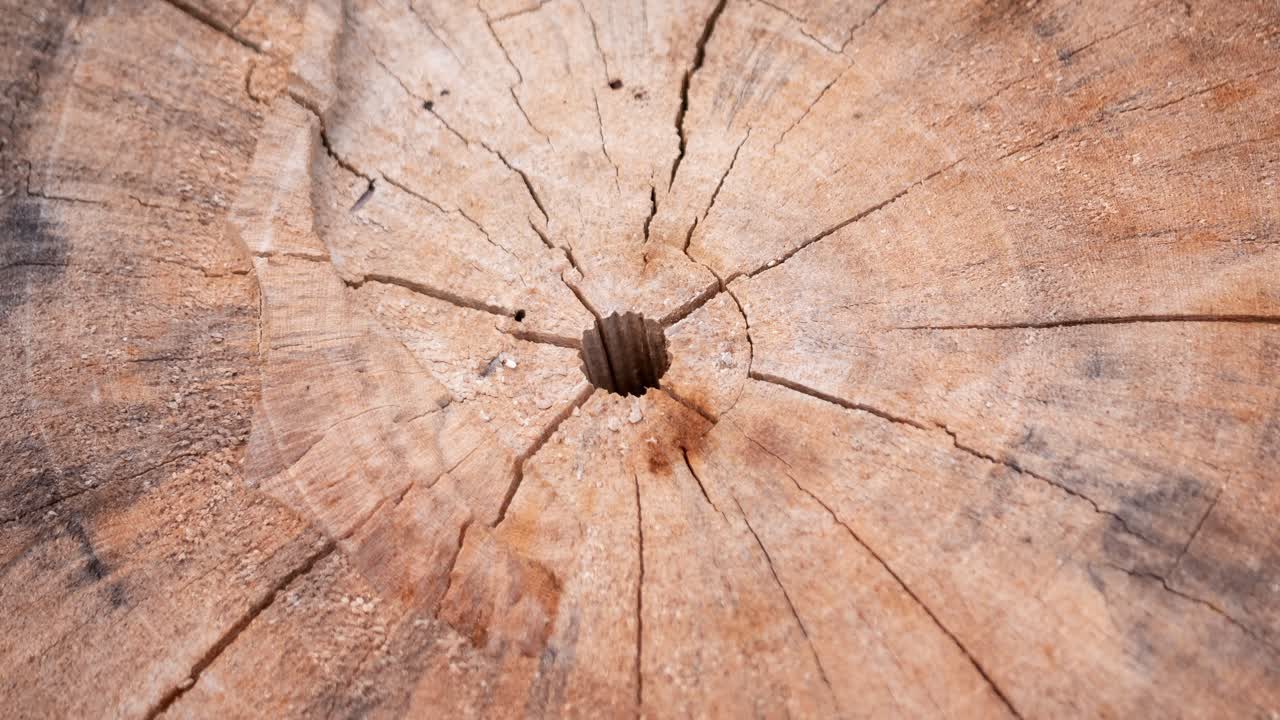 Explore intricate wood grain patterns in a captivating zoom video bringing nature's art to life.