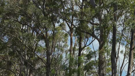 lamington national park and surrounding forest