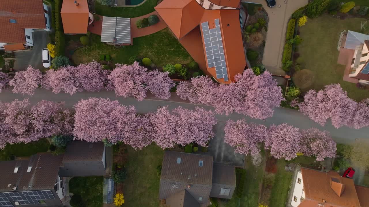 Alley of pink blooming sakura. Street between family houses from a bird's eye view. Svitavy in the Czech Republic. Drone shot