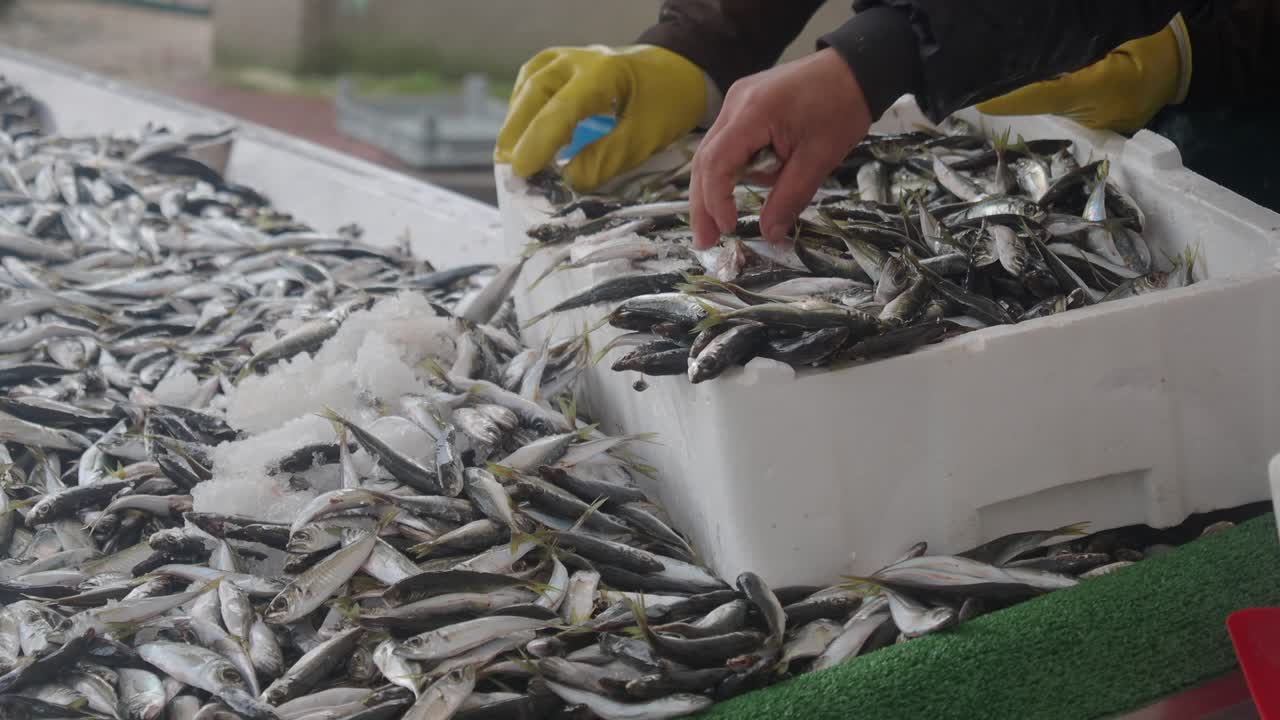 Frische kleine Fische auf Eis auf einem Wochenmarkt präsentiert
