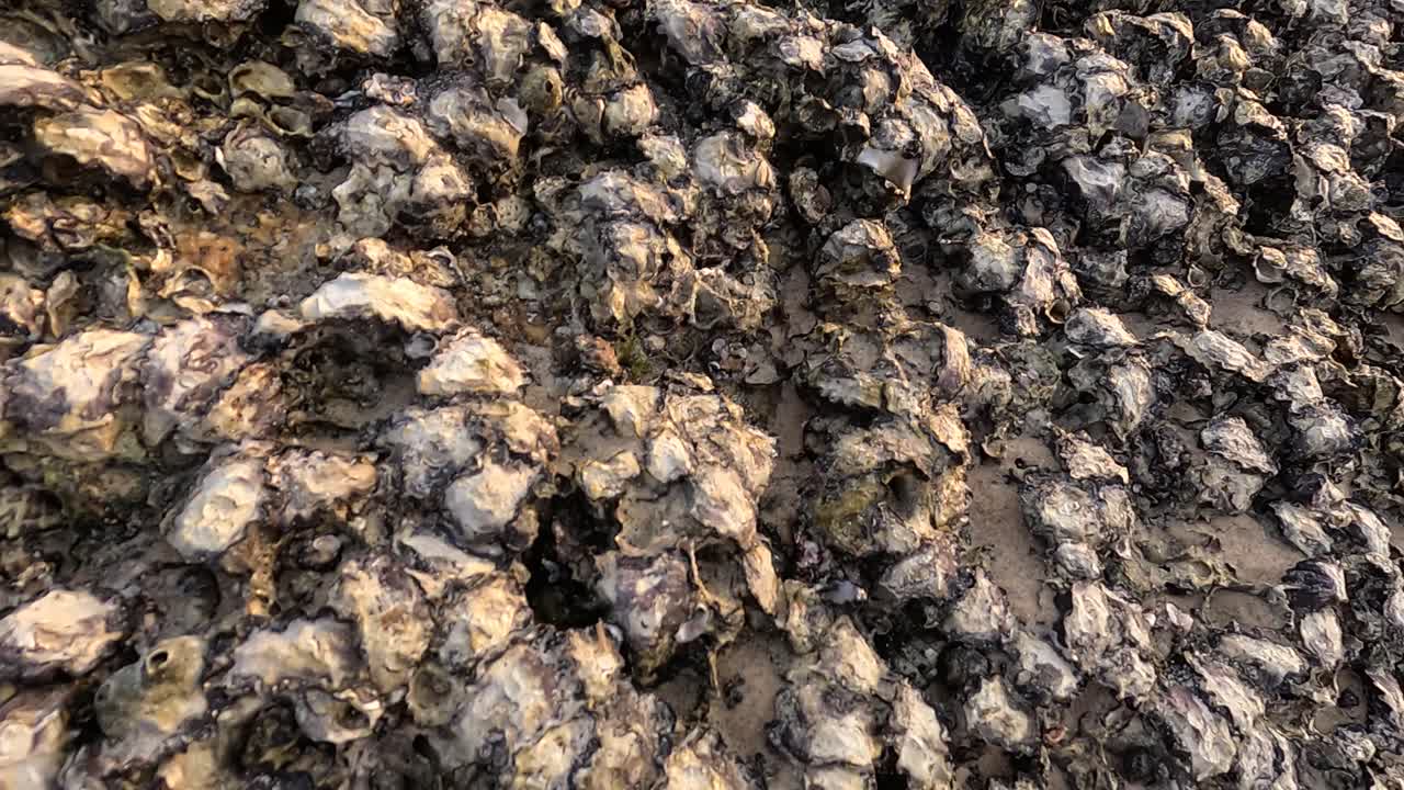 Close-up of oysters clustered on rocky surface, captured with steady camera in natural lighting