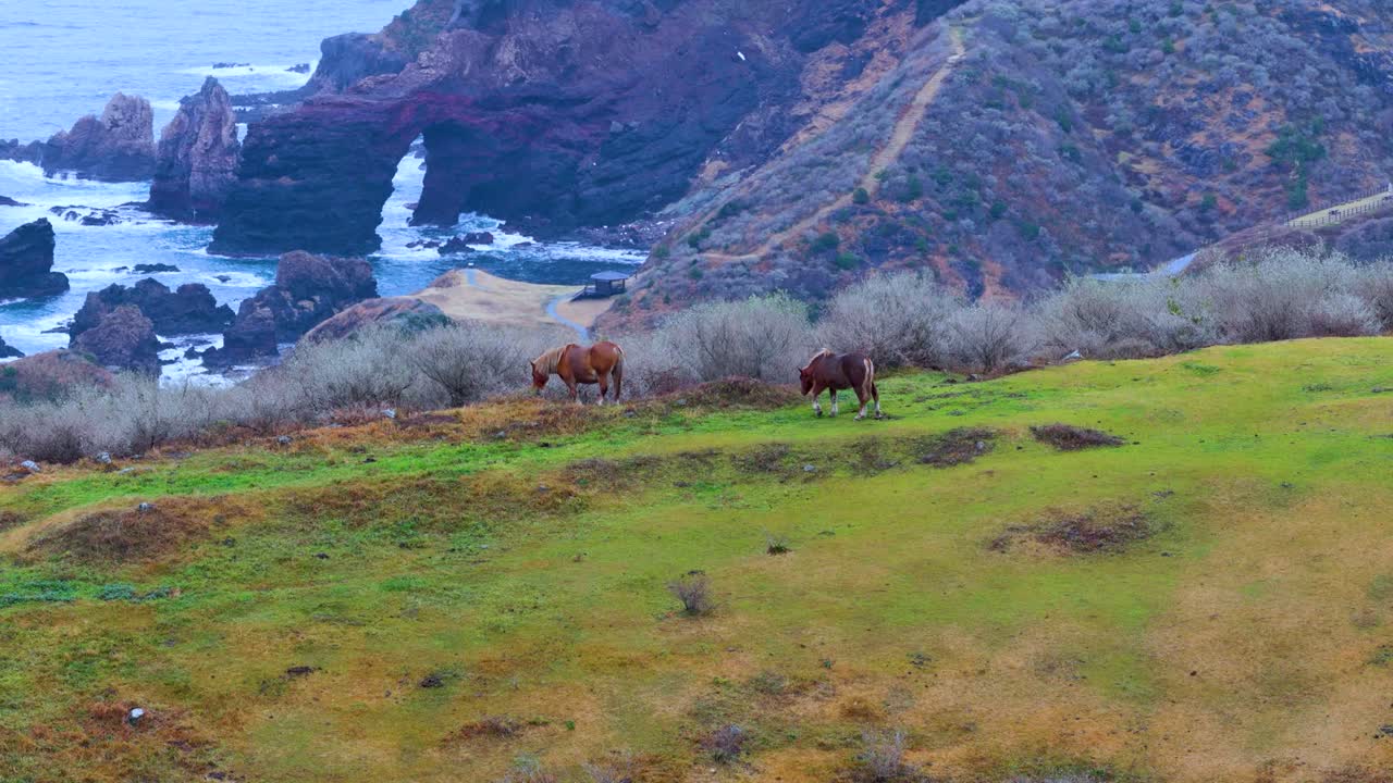 Wild Horses Establishing Shot of Oki Islands Nishinoshima Cliffs, Japan