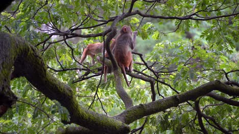 3 monkey playing on tree