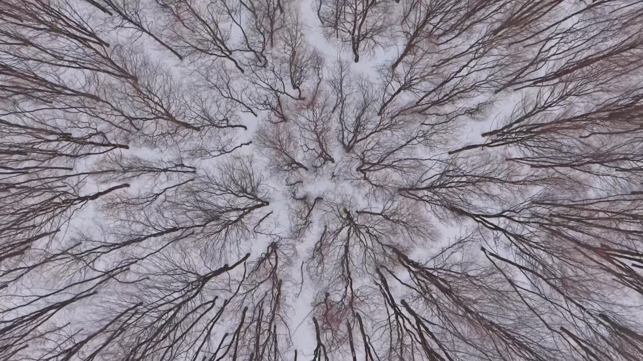 Vista aerea dall'alto di una foresta invernale innevata, con alberi spogli che formano motivi organici. L'atmosfera fredda stagionale e la simmetria naturale creano un paesaggio minimalista e tranquillo.