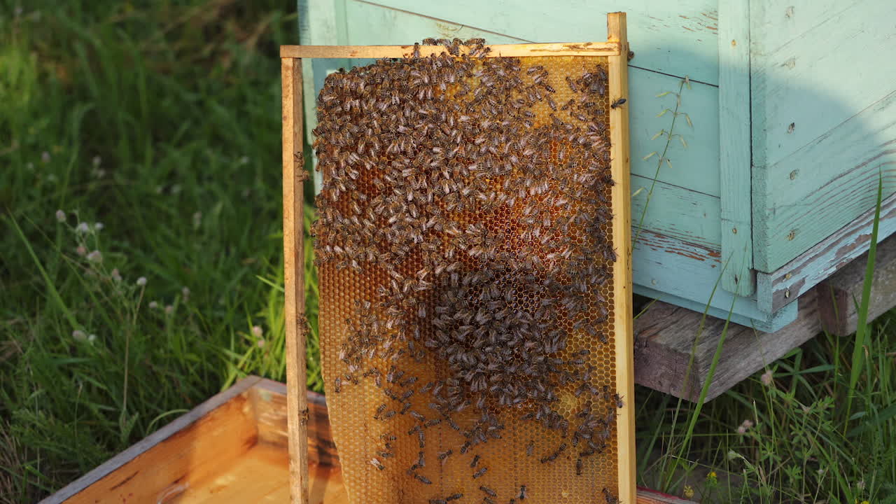 hands of man shows a wooden frame with honeycombs on the background of green grass in the garden