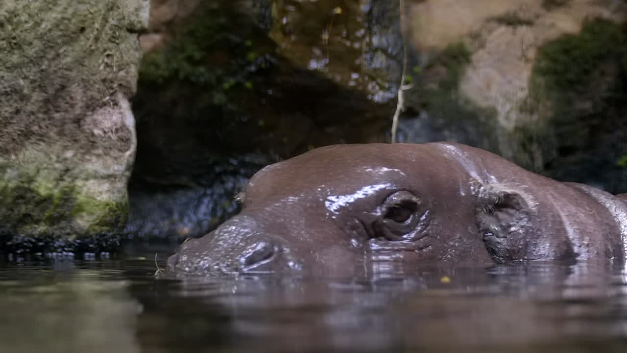 An adorable Pygmy Hippo submerged in water - close up
