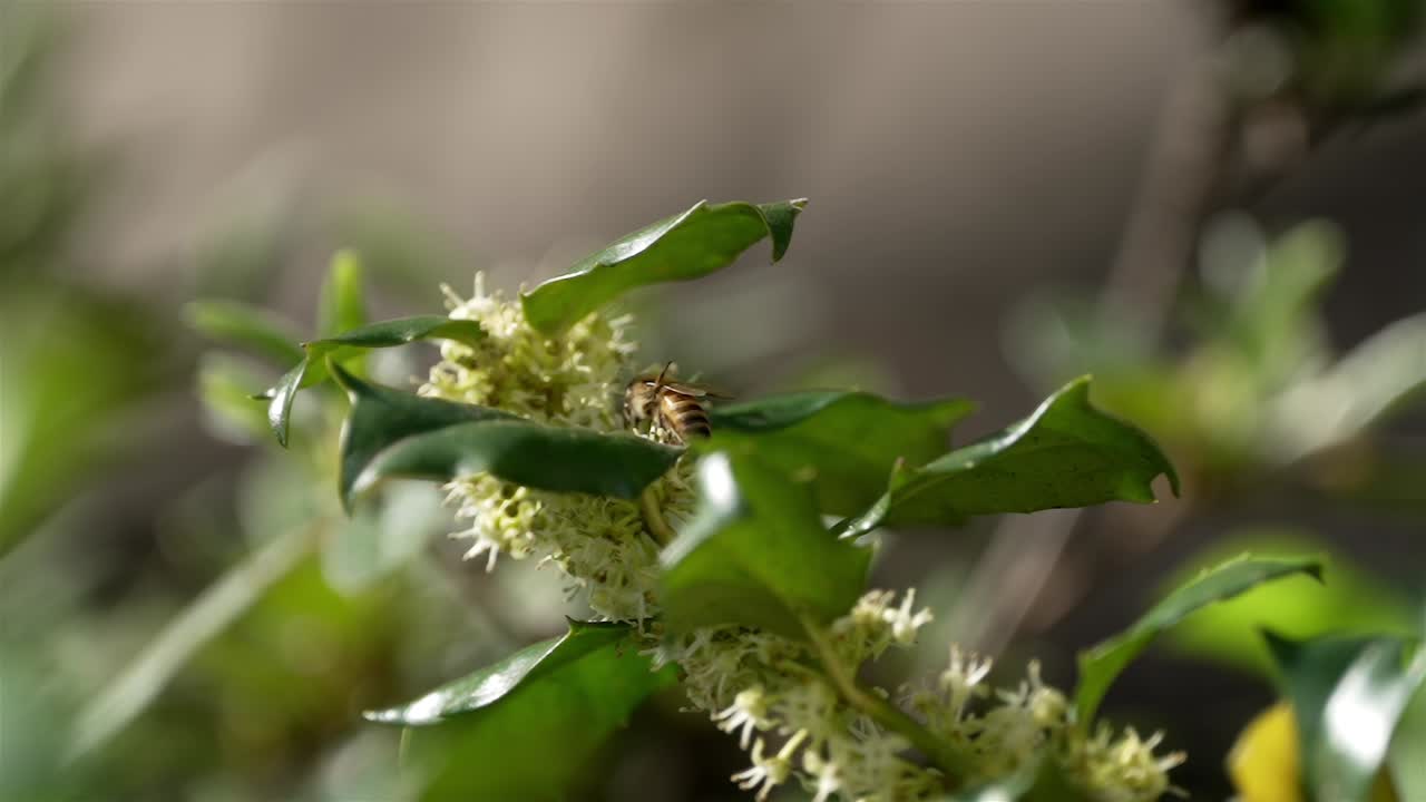 Rearview of bee gathering nectar from deep within small flowers between sharp pointed waxy leaves that shine, macro