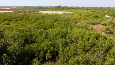 Aerial-view-of-Mangrove-forest-nearby-the-River-Gambia,-shot-at-Stala-Adventures,-Kartong---The-Gambia